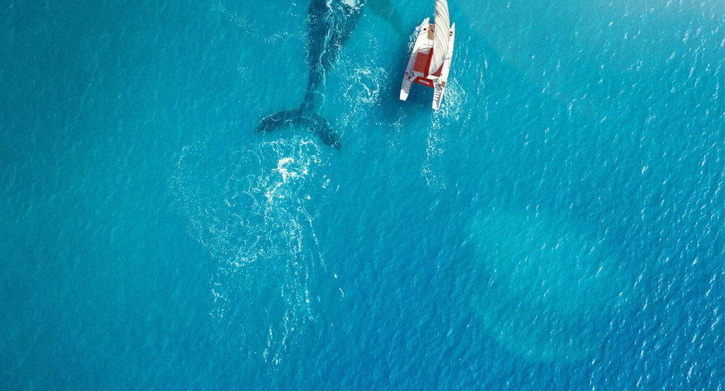 actualité LA BALEINE ET LE MUSICIEN