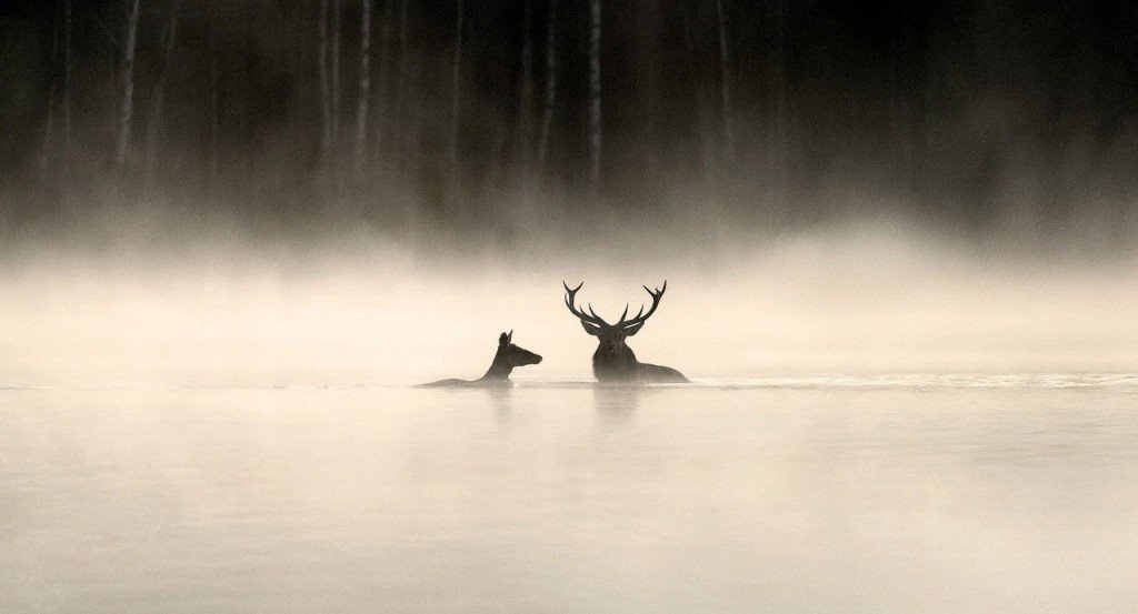 actualité Le chant des forêts